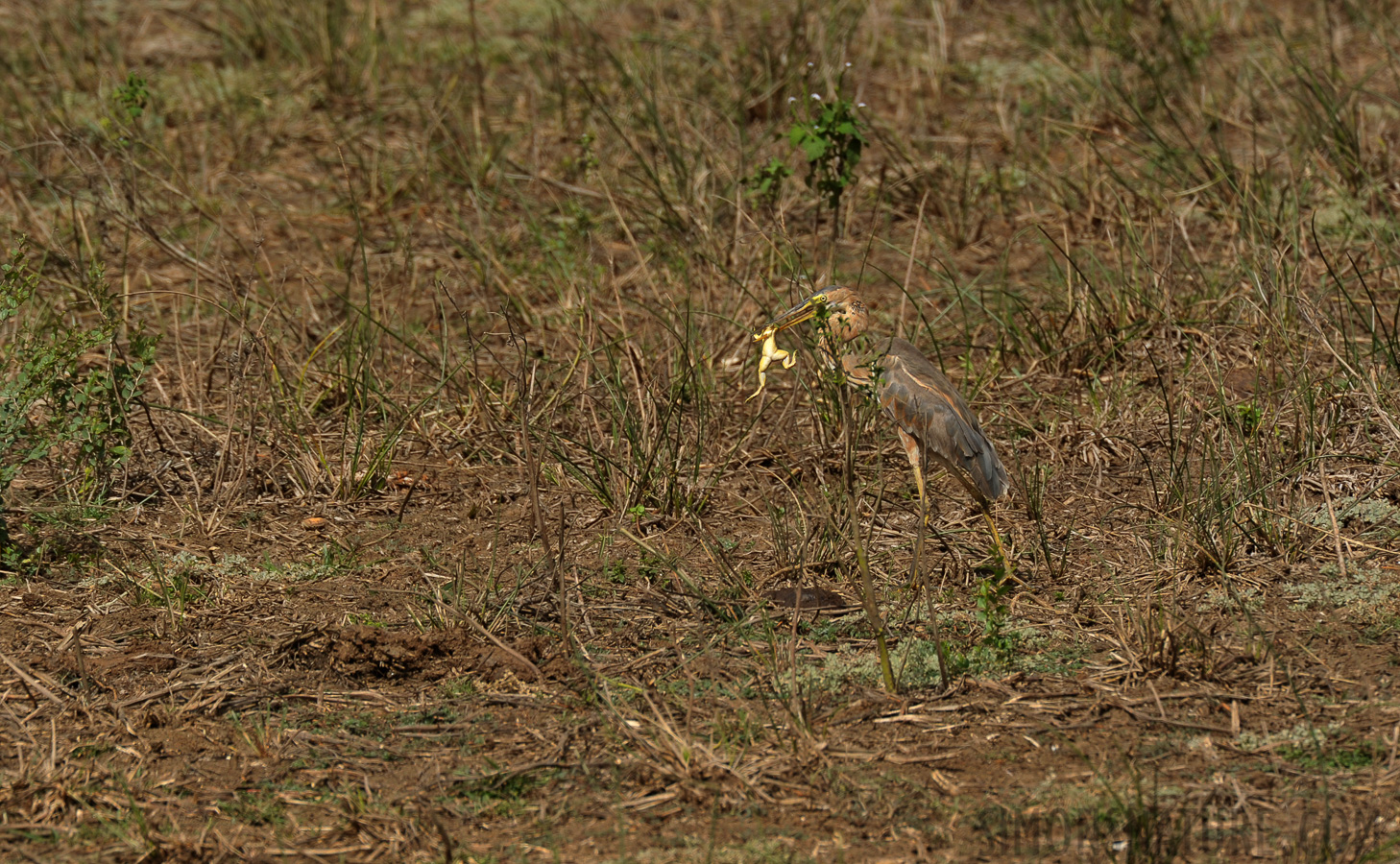 Ardea purpurea manilensis [550 mm, 1/1250 sec at f / 8.0, ISO 500]